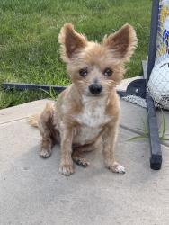 Lost Male Dog last seen E 10th St and Railroad Ave , Pittsburg, CA 94565