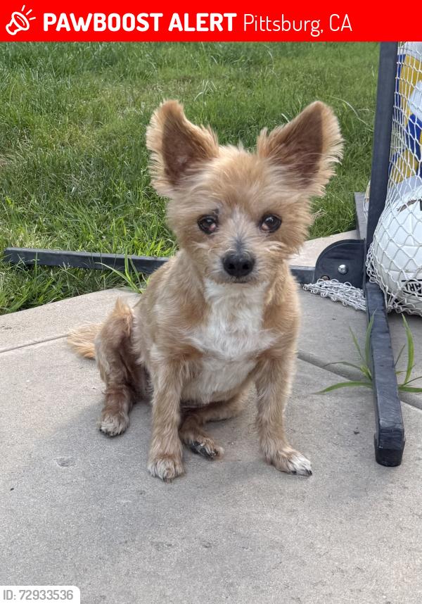Lost Male Dog last seen E 10th St and Railroad Ave , Pittsburg, CA 94565