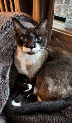 Reunited Male Cat last seen Venice Cs, Los Angeles, CA 90291