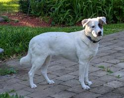Reunited Female Dog last seen Cedar Ave off  Ave, Poughkeepsie NY, Poughkeepsie, NY 12603