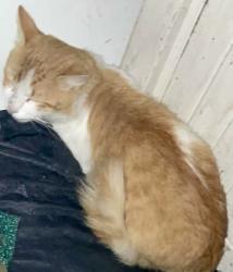 Lost Male Cat last seen Old Katy rd and Portwest dr, Houston, TX 77024