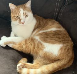 Lost Male Cat last seen Daymark Lane and Strobe Ct, St. Johns County, FL 32095