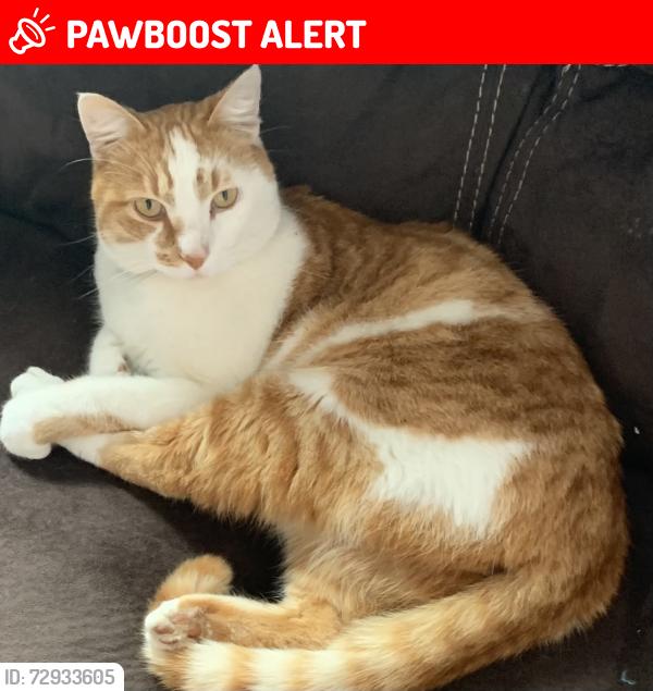 Lost Male Cat last seen Daymark Lane and Strobe Ct, St. Johns County, FL 32095