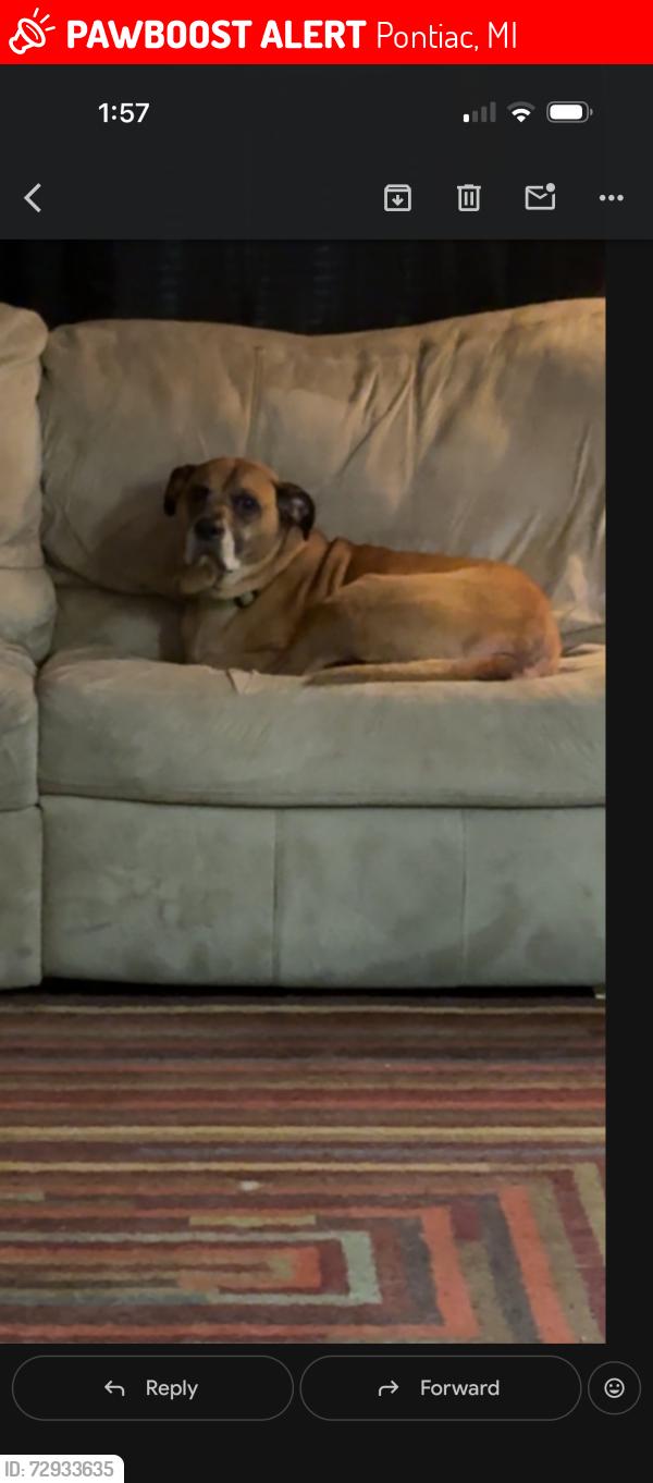 Lost Male Dog last seen Pike and Paddock, Pontiac, MI 48342