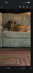 Lost Male Dog last seen Pike and Paddock, Pontiac, MI 48342