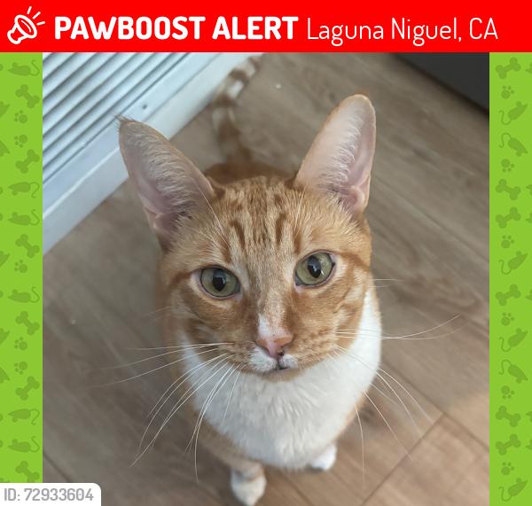 Lost Male Cat last seen Sutton Lane x Niguel Ranch Road, Laguna Niguel, Laguna Niguel, CA 92677