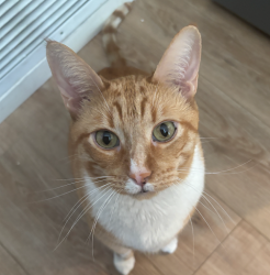 Lost Male Cat last seen Sutton Lane x Niguel Ranch Road, Laguna Niguel, Laguna Niguel, CA 92677