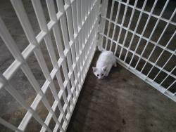 Found/Stray Unknown Cat last seen Mid Hilton Head, San Antonio, TX 78217