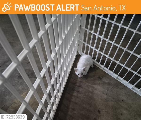 Found/Stray Unknown Cat last seen Mid Hilton Head, San Antonio, TX 78217