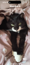 Reunited Male Cat last seen Laurel Oaks Circle, Laurel, Ormond Beach, FL 32174