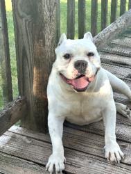 Lost Male Dog last seen Home , Hickory, NC 28602