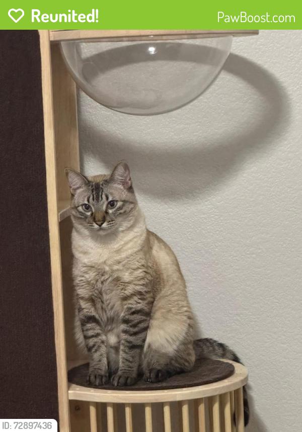 Reunited Male Cat last seen thunderbird & el mirage, El Mirage, AZ 85335