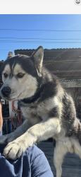 Reunited Male Dog last seen Myrtle Ave and Longden Ave , Irwindale, CA 91706