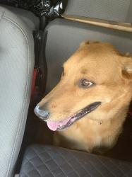Reunited Male Dog last seen Port Saint Lucie, Port St. Lucie, FL 34986