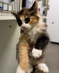 Shelter Stray Female Cat last seen Midwest City, Oklahoma City, OK 73110