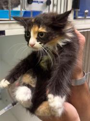 Shelter Stray Female Cat last seen Midwest City, Oklahoma City, OK 73110
