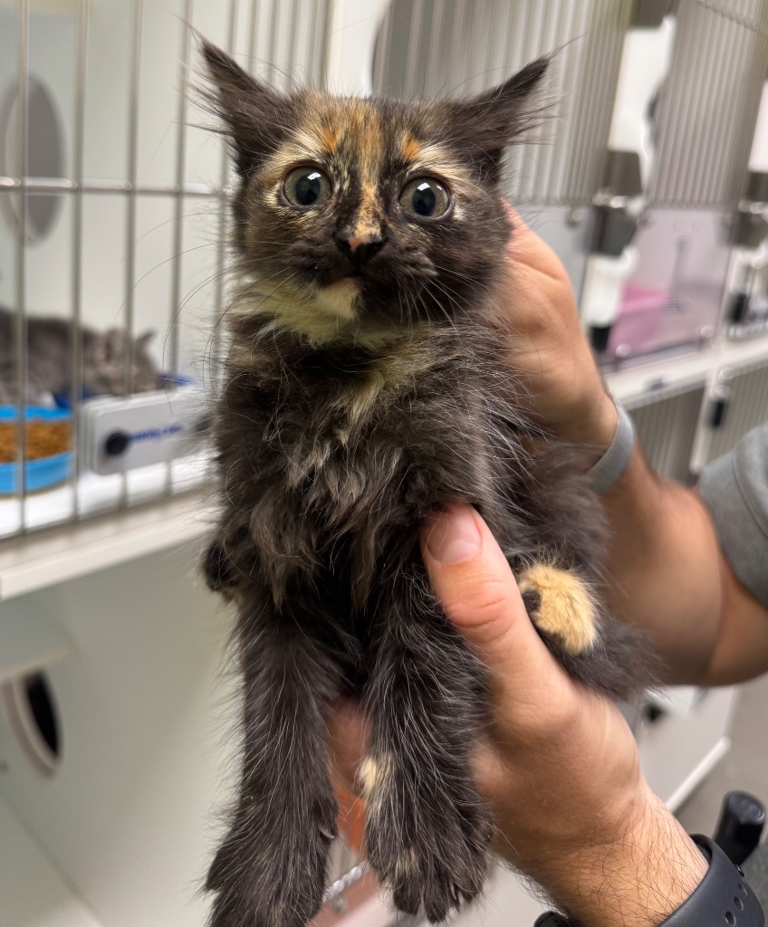 Shelter Stray Female Cat last seen Midwest City, Oklahoma City, OK 73110