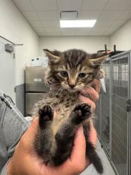 Shelter Stray Male Cat last seen Midwest City, Oklahoma City, OK 73110