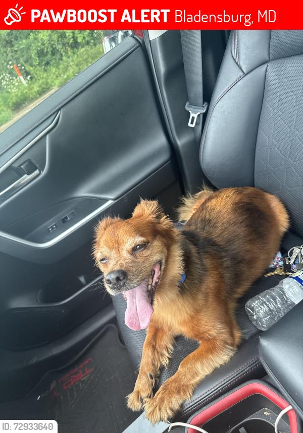Lost Male Dog last seen Near Varnum st Bladensburg Md 20710, Bladensburg, MD 20710