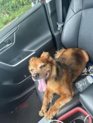 Lost Male Dog last seen Near Varnum st Bladensburg Md 20710, Bladensburg, MD 20710