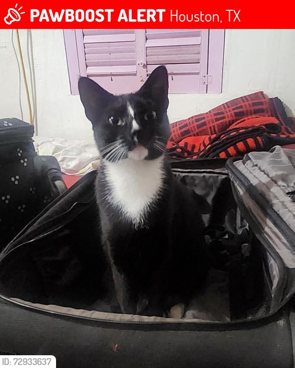 Lost Female Cat last seen Quitman, Houston, TX 77009