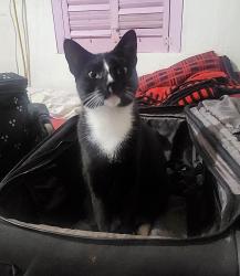Lost Female Cat last seen Quitman, Houston, TX 77009