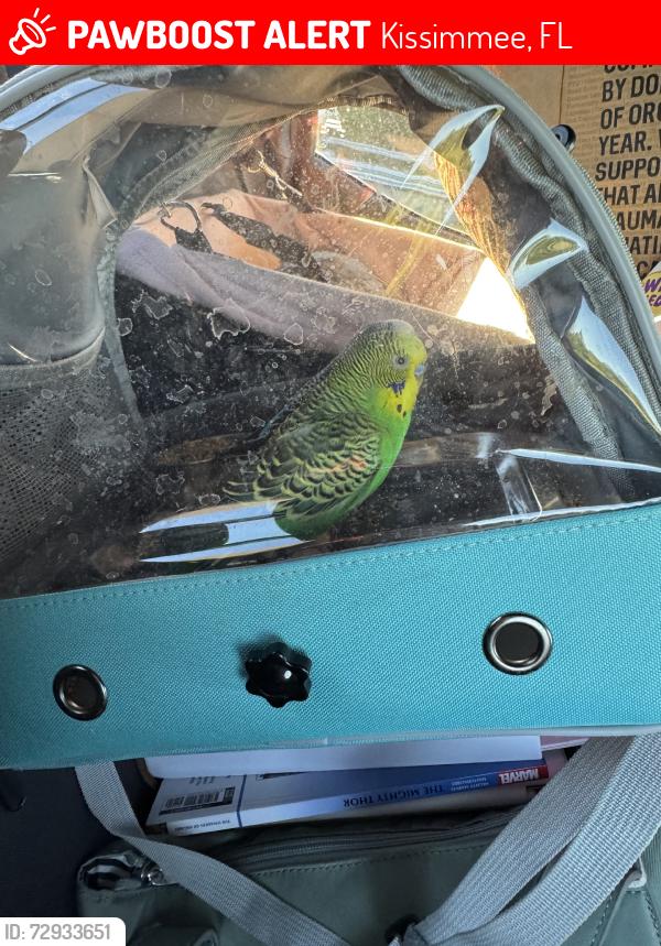 Lost Male Bird last seen Kissimee Florida right off of Irlo Bronson, Kissimmee, FL 34747