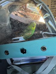 Lost Male Bird last seen Kissimee Florida right off of Irlo Bronson, Kissimmee, FL 34747