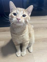Reunited Male Cat last seen County D , Mount ridge road, Roseville, MN 55113