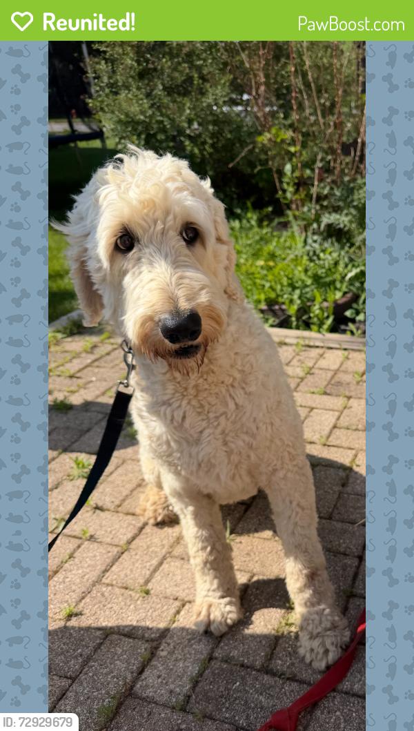 Reunited Male Dog last seen Diehl Rd (1840 Center Point Circle), Naperville, IL 60563