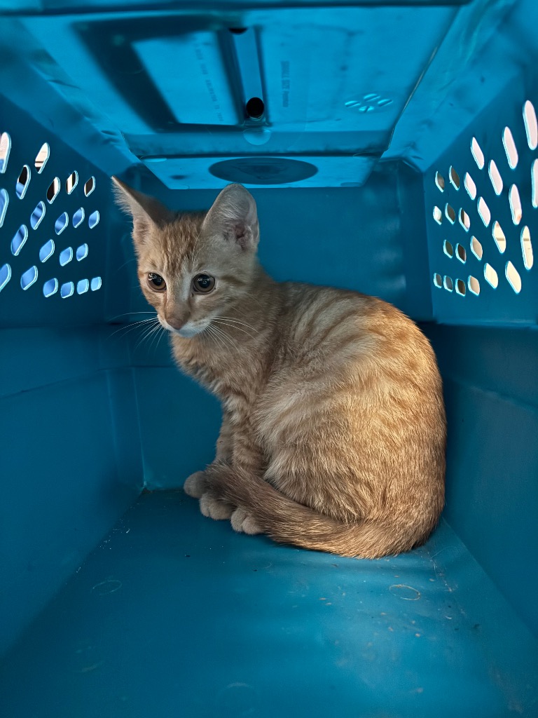Shelter Stray Male Cat last seen Bexar County, New Braunfels, TX 78130