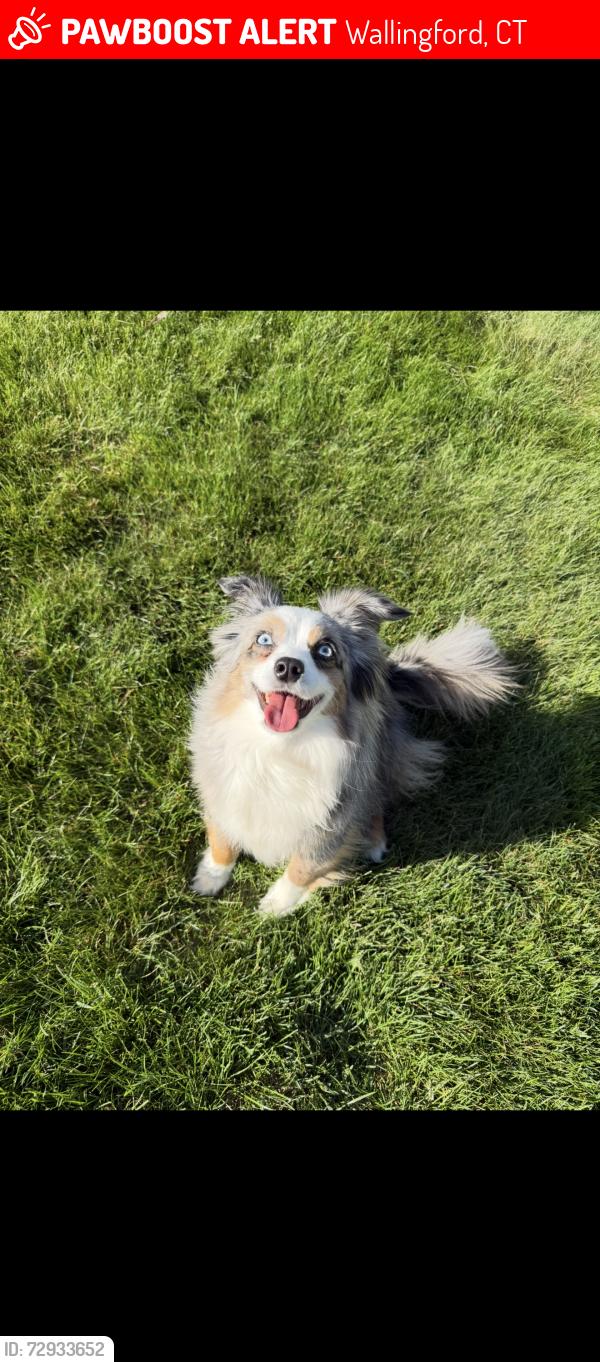 Lost Female Dog last seen Near Tremper drive Wallingford CT 06492, Wallingford, CT 06492