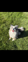 Lost Female Dog last seen Near Tremper drive Wallingford CT 06492, Wallingford, CT 06492