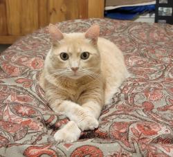 Lost Male Cat last seen Bedford park , Richmond, TX 77407