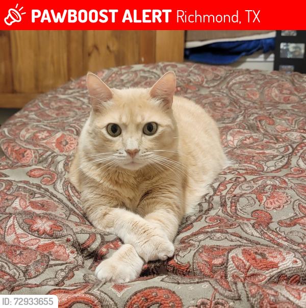 Lost Male Cat last seen Bedford park , Richmond, TX 77407