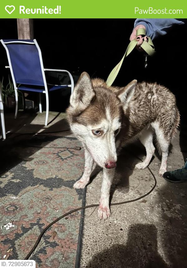 Reunited Female Dog last seen Magnolia max auto sales, Magnolia, TX 77355