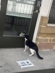 Found/Stray Unknown Cat last seen Capitol at Stonebriar , Frisco, TX 75035