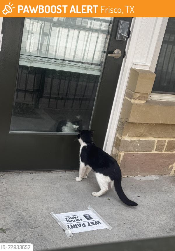 Found/Stray Unknown Cat last seen Capitol at Stonebriar , Frisco, TX 75035