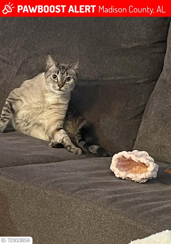 Lost Male Cat last seen Alabama line rd and Steele ln, Madison County, AL 35761