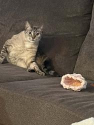 Lost Male Cat last seen Alabama line rd and Steele ln, Madison County, AL 35761