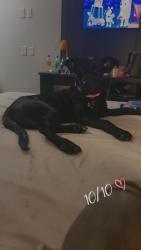 Lost Female Dog last seen Near Safeway on 128th , Everett, WA 98204