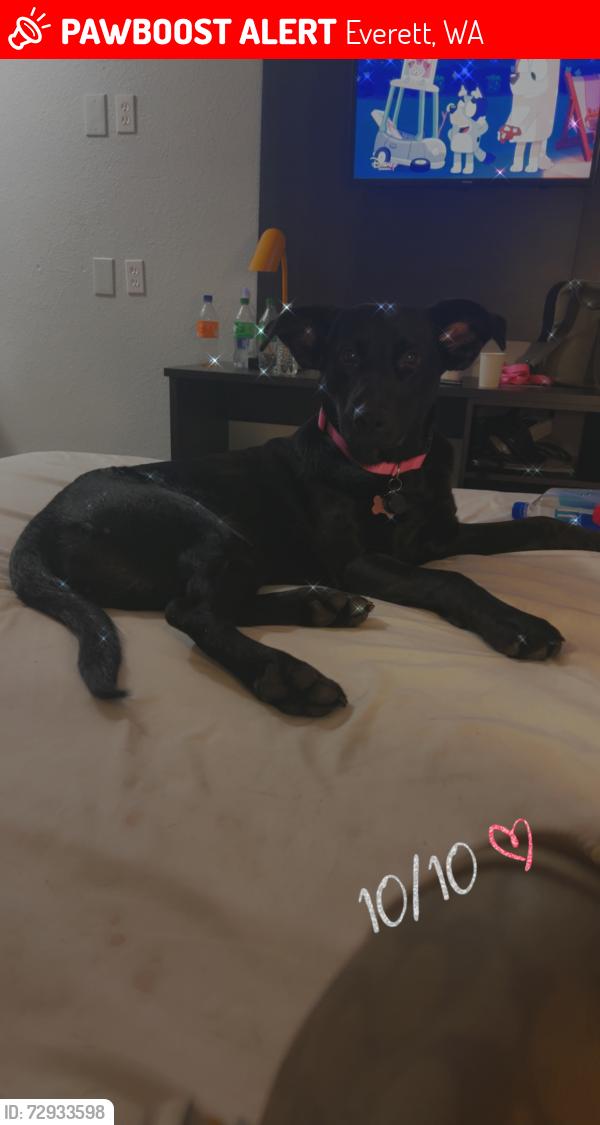 Lost Female Dog last seen Near Safeway on 128th , Everett, WA 98204