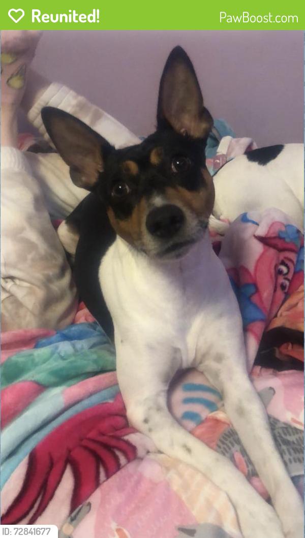 Reunited Male Dog last seen E Pine Hill Drive , Livingston, TX 77351