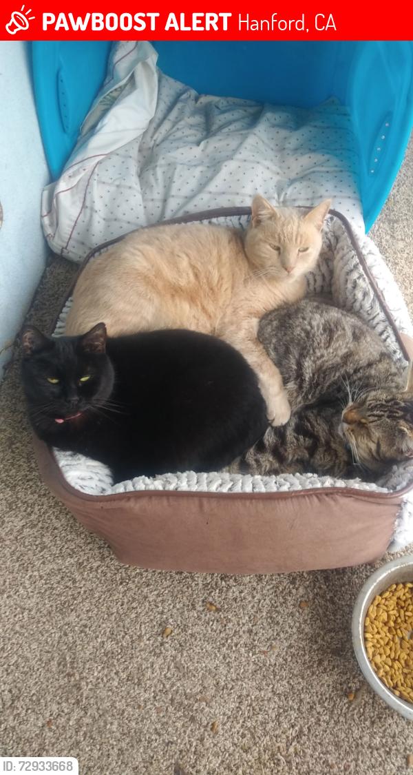 Lost Female Cat last seen Leland st , Hanford, CA 93230
