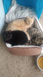 Lost Female Cat last seen Leland st , Hanford, CA 93230