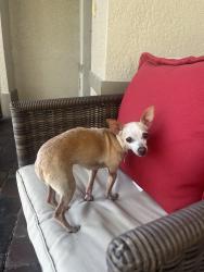 Reunited Male Dog last seen Del prado extension , Cape Coral, FL 33917