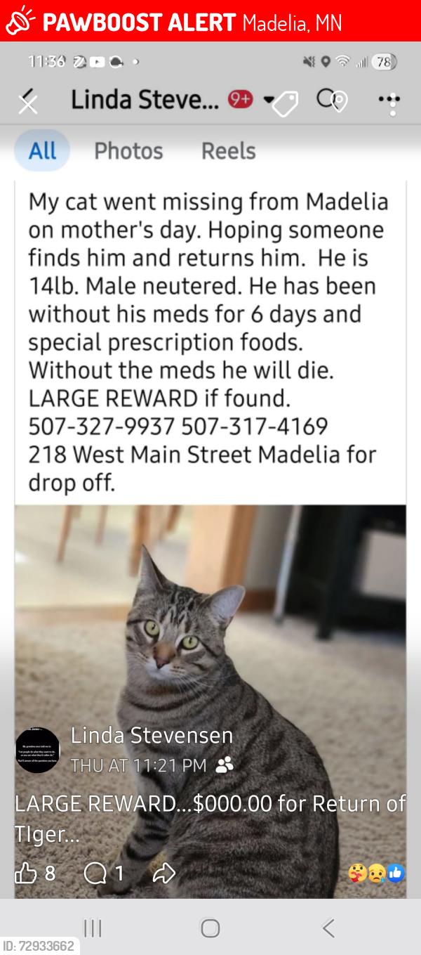 Lost Male Cat last seen Cox Ave SW, Madelia, MN 56062