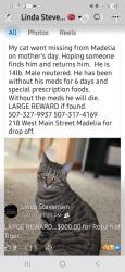 Lost Male Cat last seen Cox Ave SW, Madelia, MN 56062