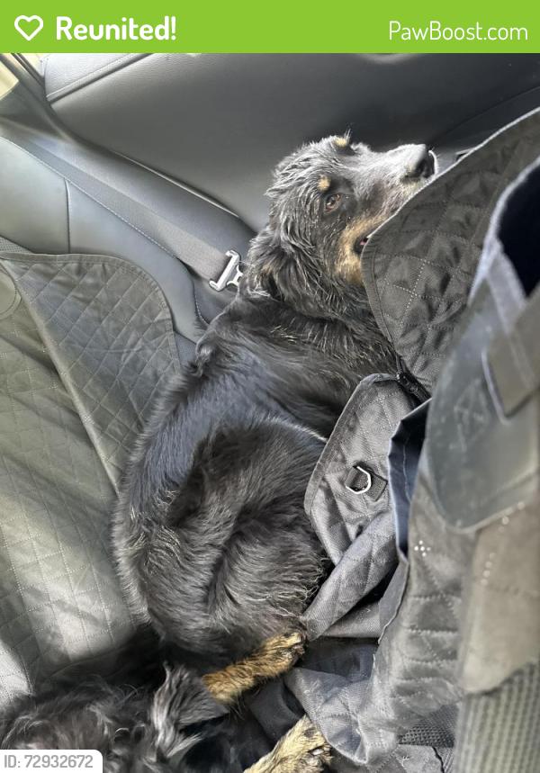 Reunited Female Dog last seen 64th St and 83rd Ave, Snohomish, WA 98290