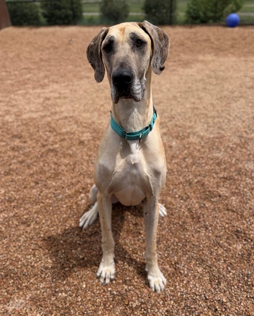 Shelter Stray Female Dog last seen WATKINS RD AND COUNTY ROAD 2, 12155 Park Blvd, Brighton, CO 80601, USA